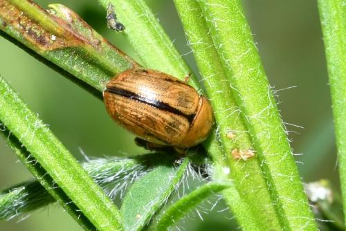 Gonioctena olivacea